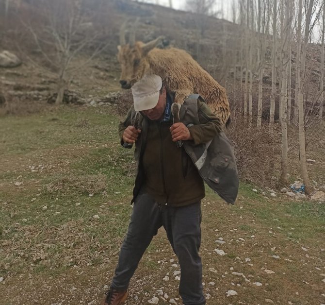 Hasta Yaban Keçisini 2 Kilometre Sırtında Taşıdı