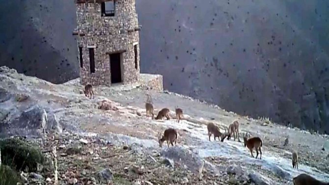Kayseri’de Yaban Hayatı 26 Fotokapanla Takip Ediliyor