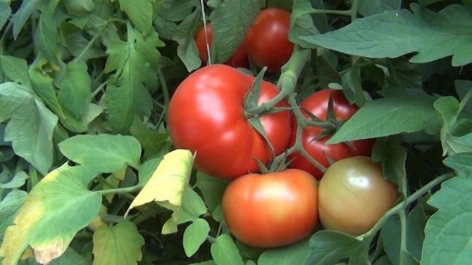 Protokol İmzalandı, Çiftçilerin Ekonomisine Can Katacak: 10 Ülkeye İhracat Edilecek