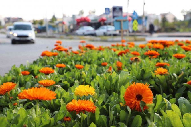 Mersin’de 3 Ayda 197 Bin Bitki Toprakla Buluşturuldu