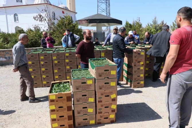 Aksaray’da Üreticilere 1 Milyon Fide Dağıtıldı