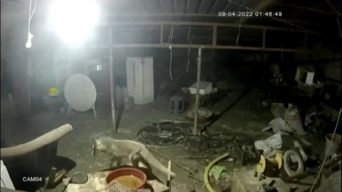 Tilkinin Tavuğa Saldırdığı Anlar Kamerada