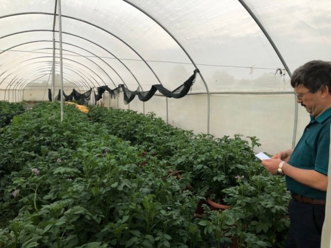 Milli Patates Çeşidi Dışa Bağımlılığı Azaltacak