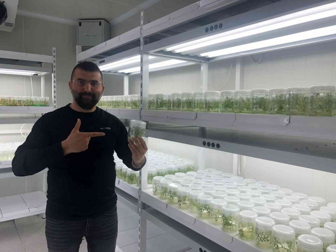 Milli Patates Çeşidi Dışa Bağımlılığı Azaltacak