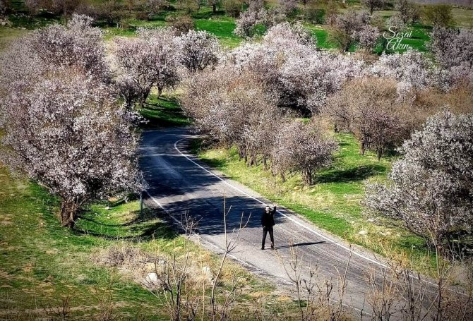 Çemişgezek Ve Pertek İlçeleri Bahar Renklerine Büründü, Sıra Ovacık’ta