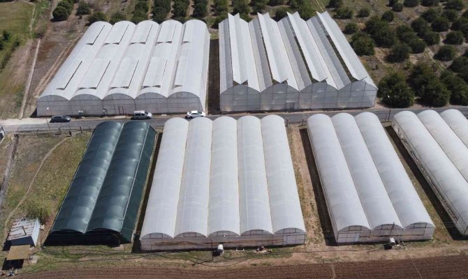 Tazesinin Kilosu 400, Kurusu 3 Bin Tl... Türkiye’de İlk Defa Üretimi Yapıldı