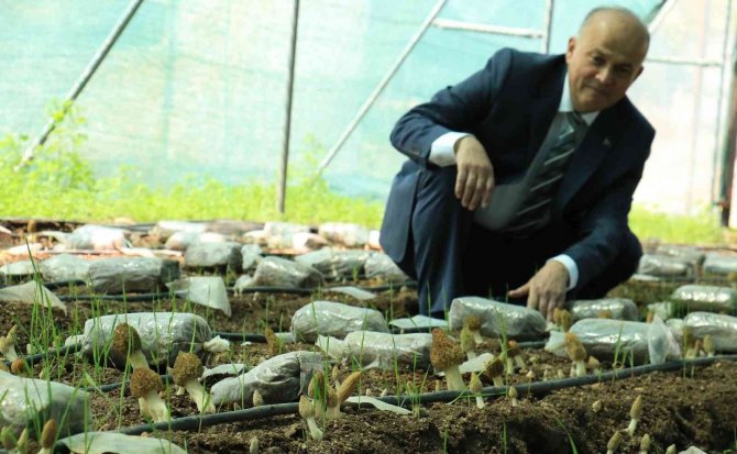 Tazesinin Kilosu 400, Kurusu 3 Bin Tl... Türkiye’de İlk Defa Üretimi Yapıldı