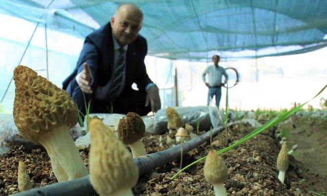 Tazesinin Kilosu 400, Kurusu 3 Bin Tl... Türkiye’de İlk Defa Üretimi Yapıldı
