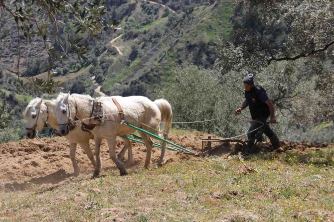 Aydın’da Atların Saban Mesaisi Başladı