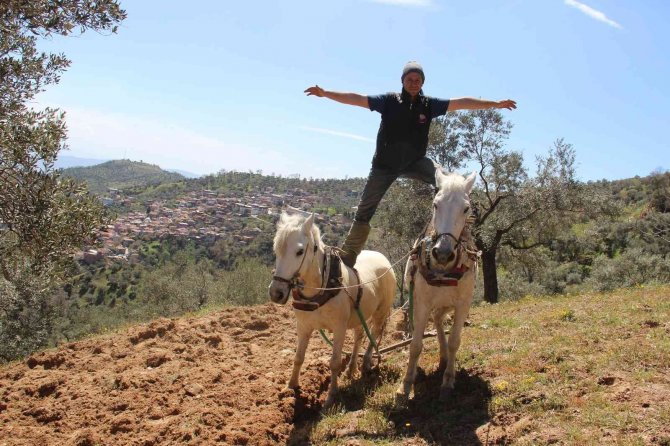 Aydın’da Atların Saban Mesaisi Başladı