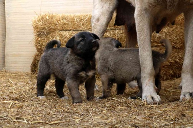 Türk Aslanı Yavrulama Döneminde