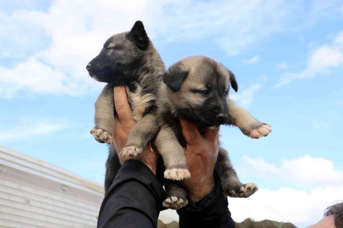 Türk Aslanı Yavrulama Döneminde
