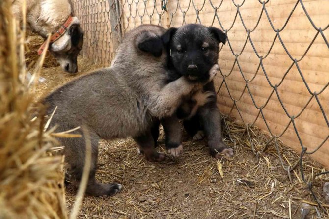 Türk Aslanı Yavrulama Döneminde