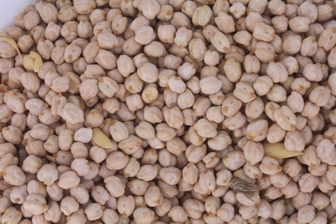 Yozgat’ta 7 Çeşit Nohut Toprakla Buluştu