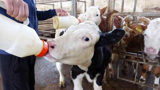 Muş’ta 115 Bin Buzağı Doğumu Bekleniyor