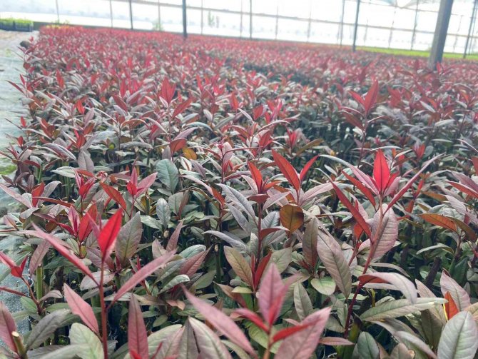 Türkiye Fidan Üretiminde Dünya Devleri Arasında