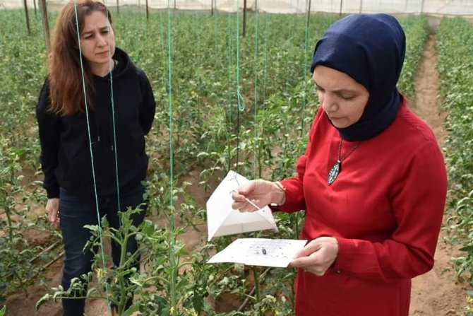 Aydın’da Biyoteknik Mücadele Çalışmaları Devam Ediyor