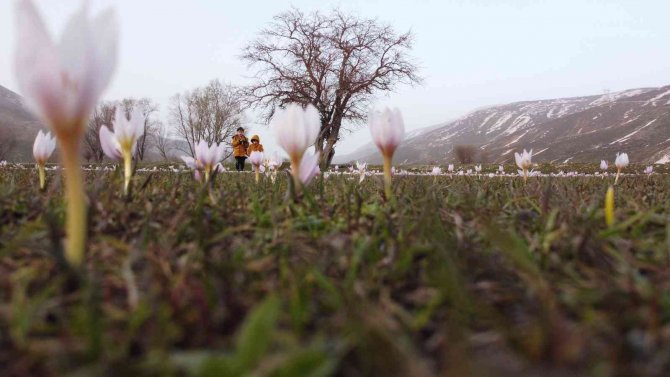 Bitlis’te Baharın Müjdecisi Kardelenler Çiçek Açtı