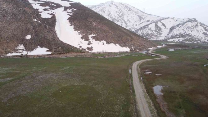 Bitlis’te Baharın Müjdecisi Kardelenler Çiçek Açtı