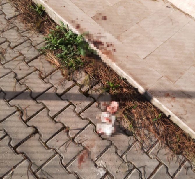 Yeşil Sahada Amigo Terörü