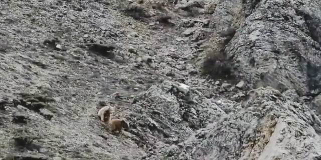 Oyun Oynayan Yavru Ayılar Kameralara Yakalandı