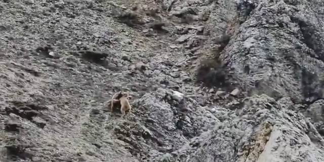 Oyun Oynayan Yavru Ayılar Kameralara Yakalandı