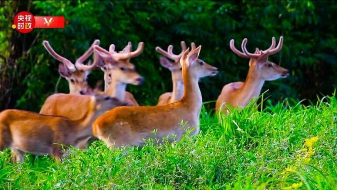 Çin Devlet Başkanı Jinping, Hainan Tropikal Yağmur Ormanları Ulusal Parkı’nı Ziyaret Etti