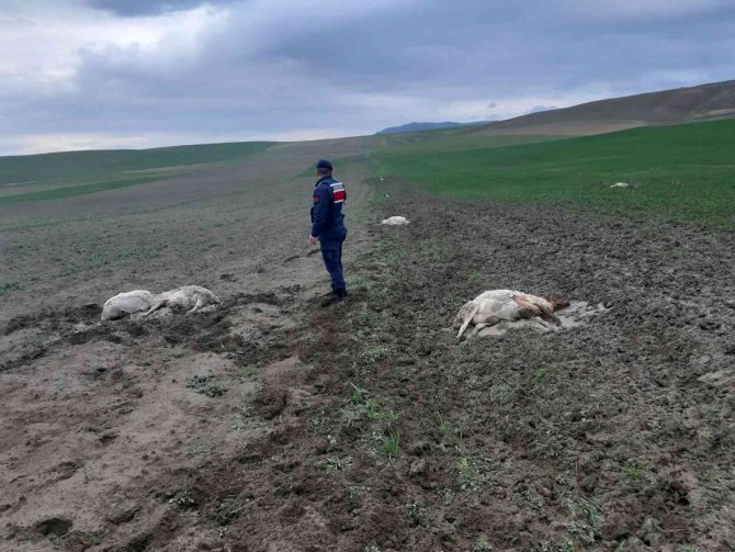 Ankara’da 58 Küçükbaş Hayvan Fırtına Ve Dolu Nedeniyle Telef Oldu