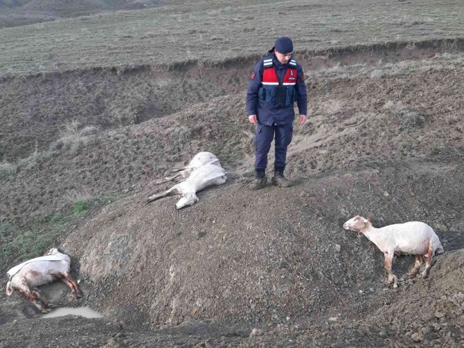Ankara’da 58 Küçükbaş Hayvan Fırtına Ve Dolu Nedeniyle Telef Oldu