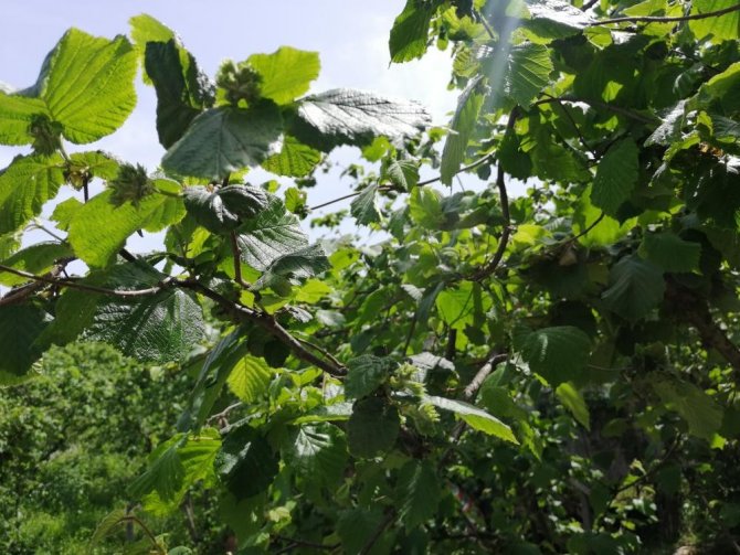Samsun Fındık Üretiminde Türkiye’de 1. Sıraya Yerleşmeye Hazırlanıyor