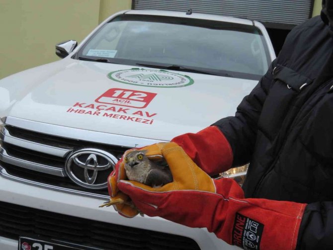 Erzincan’da Bulunan Yaralı Atmaca Tedavi Edilecek