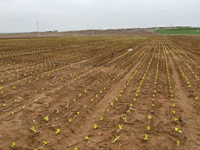 Marul Fiyatlarında Umutlar Yeşerdi