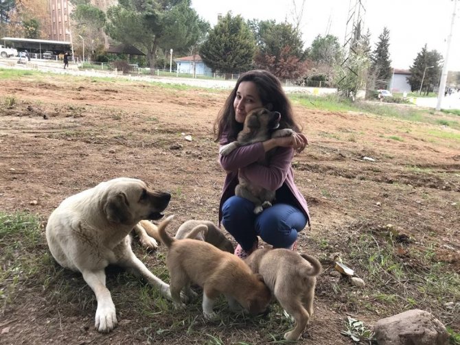 Anne Köpek Sonunda Hastane Bahçesini Yuva Belledi