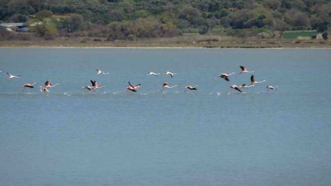 Göç Eden Flamingolar Çanakkale Tarihi Alanda Durakladı