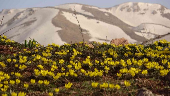 Yüksekova Açan Çiçeklerle Sarıya Büründü