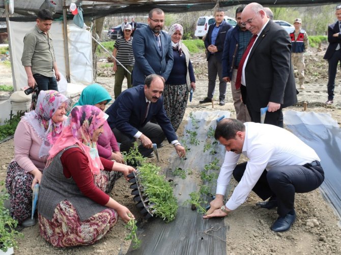 Amasya’da Kışın Çöken Seralarda Artık Yüzler Gülüyor: İ̇lk Fideler Dikildi