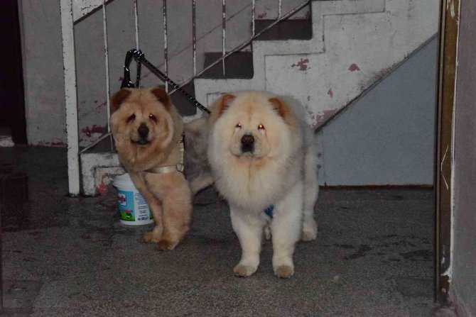 Kayseri’de Pitbull Evcil Köpekleri Parçalayacaktı