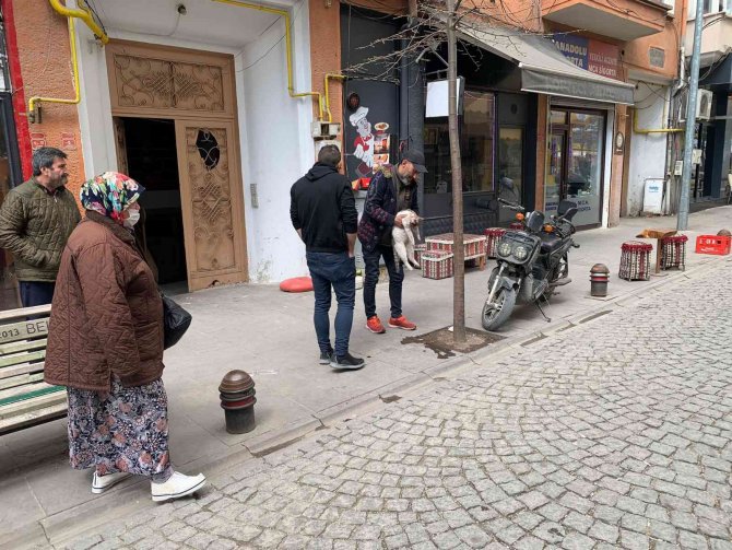 Eskişehir’de Taksinin Çarptığı Kedi Can Verdi