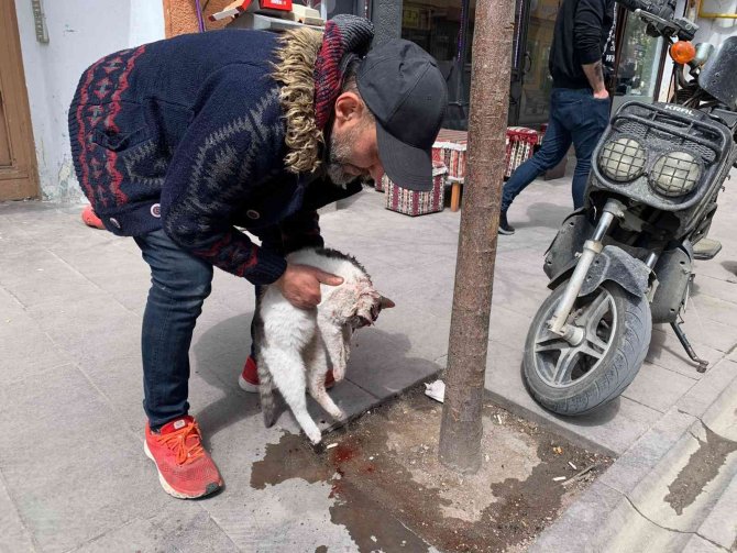 Eskişehir’de Taksinin Çarptığı Kedi Can Verdi