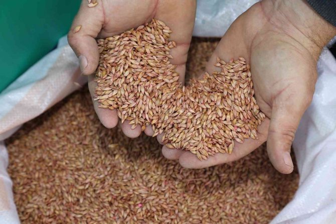 Ordu’da Atıl Araziler Üretime Kazandırılıyor