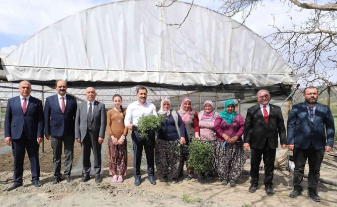 Amasya’da Kışın Çöken Seralarda Artık Yüzler Gülüyor: İ̇lk Fideler Dikildi