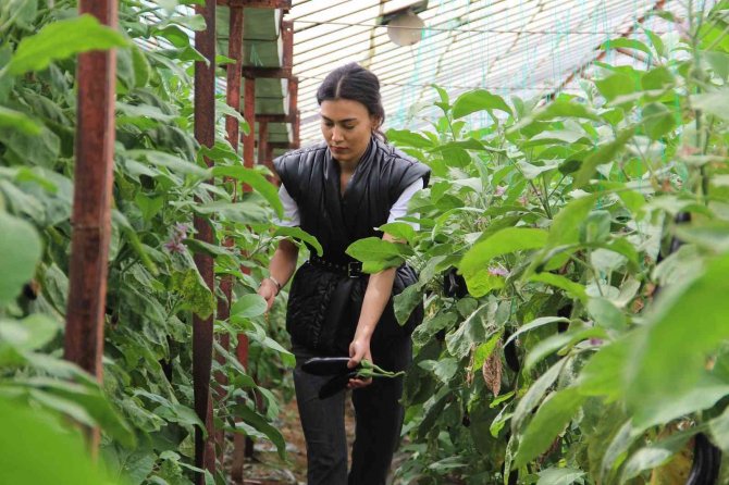 Tüketiciye Ucuz Sebze Müjdesi