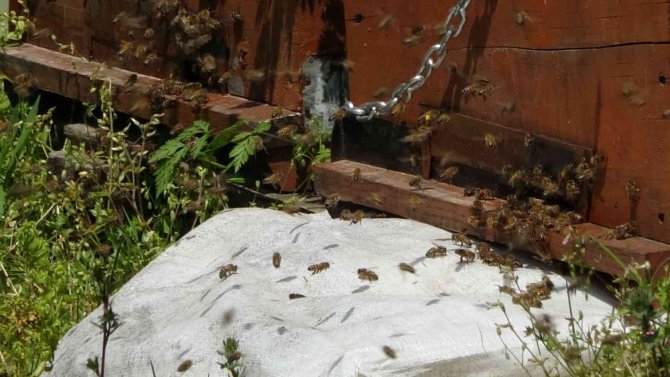 Ordu’da Arı Ölümleri Arttı