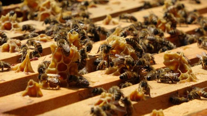 Ordu’da Arı Ölümleri Arttı