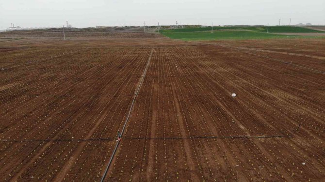 Marul Fiyatlarında Umutlar Yeşerdi