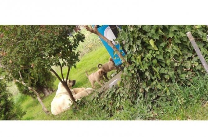 Anne Köpek Sonunda Hastane Bahçesini Yuva Belledi