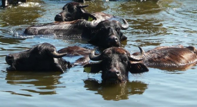Samsun’da Tarım Ve Hayvancılık Projeleri