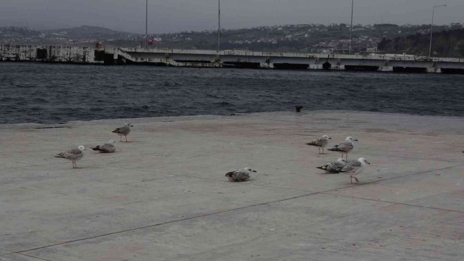 Fırtınadan Uçamayan Martılar Denizi İzledi