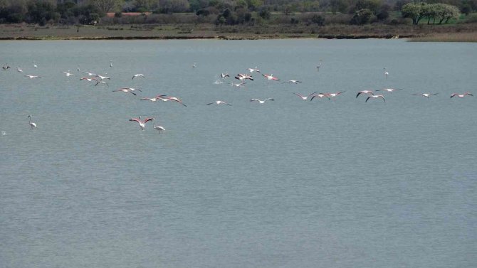 Göç Eden Flamingolar Çanakkale Tarihi Alanda Durakladı