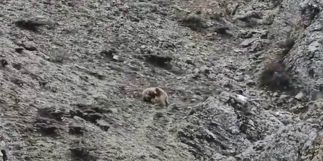 Oyun Oynayan Yavru Ayılar Kameralara Yakalandı